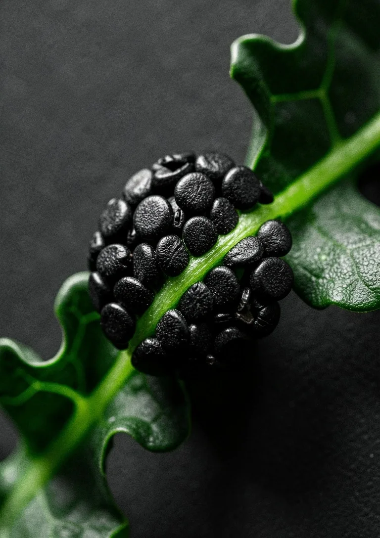 Nutrient dense whole foods